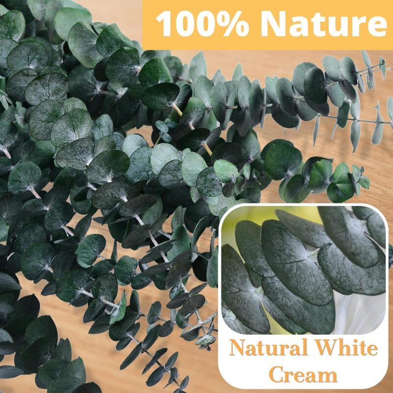 12 Pcs Dried Eucalyptus for Shower Hanging - 17'' Real Large Preserved Eucalyptus Stems Green Home Decor, 100% Made from Fresh Eucalyptus Leaves, Bathroom Shower Decor, Wedding, DIY - Image 5